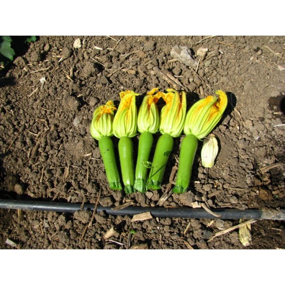 ΚΟΛΟΚΥΘΙ MIRANDA MARALDI Φάκελος 25 γραμ. – Αναβαθμίζει άμεσα τον χώρο σου | iroots.gr