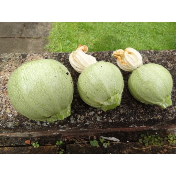 ΚΟΛΟΚΥΘΙ ΣΤΡΟΓΓΥΛΟ ROUND GREEN Φάκελος 25 γραμ. – Δίνει premium χαρακτήρα στο περιβάλλον | iroots.gr