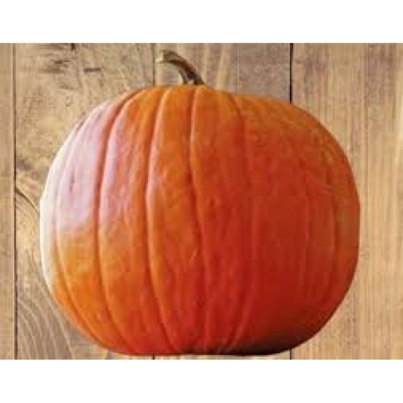 ΚΟΛΟΚΥΘΑ BIG MAX Φάκελος 25 γραμ. – Αναβαθμίζει άμεσα τον χώρο σου | iroots.gr