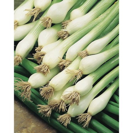 ΚΡΕΜΜΥΔΙ ΧΛΩΡΟ BLANCA DE LISBOA (WHITE LISBON) MARALDI Φάκελος 25 γραμ. – Δίνει premium χαρακτήρα στο περιβάλλον | iroots.gr