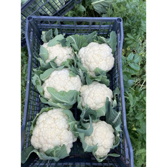 ΚΟΥΝΟΥΠΙΔΙ FORTALEZA F1 Φάκελος 100 σπόρων – Δίνει premium χαρακτήρα στο περιβάλλον | iroots.gr