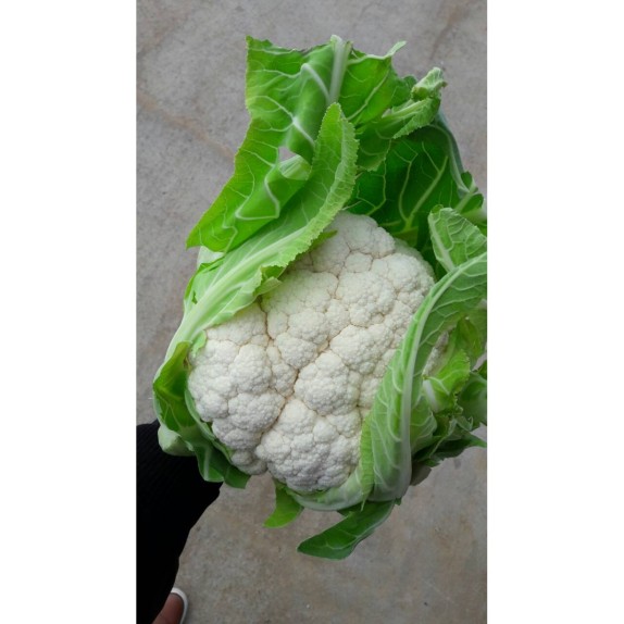 ΚΟΥΝΟΥΠΙΔΙ FREEDOM F1 Φάκελος 100 σπόρων – Δημιουργεί αίσθηση πολυτέλειας χωρίς κόπο | iroots.gr