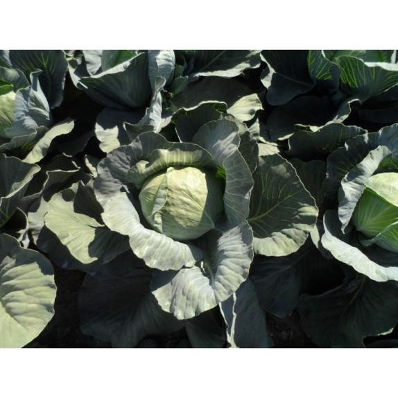 ΛΑΧΑΝΟ KILKIS ΑΦΡΑΤΟ Φάκελος 25 γραμ. – Δίνει premium χαρακτήρα στο περιβάλλον | iroots.gr