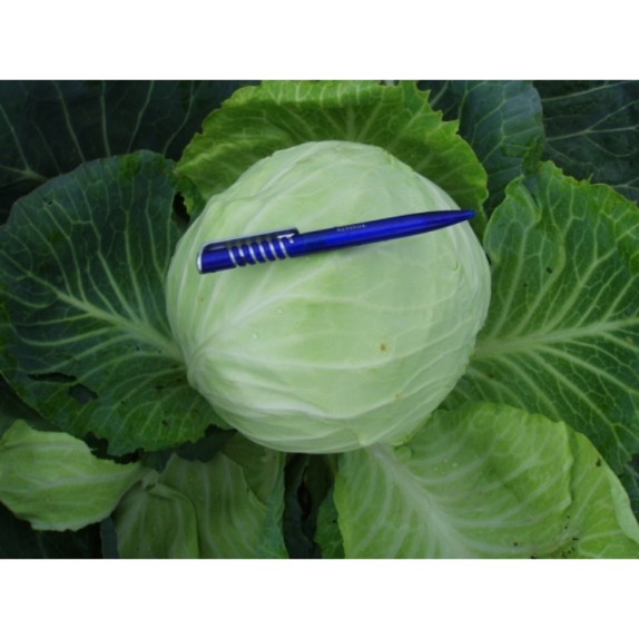 ΛΑΧΑΝΟ TOBIA F1 Φάκελος 150 σπόρων – Δίνει premium χαρακτήρα στο περιβάλλον | iroots.gr