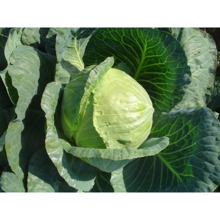 ΛΑΧΑΝΟ VESTRI F1 Φάκελος 150 σπόρων – Δίνει premium χαρακτήρα στο περιβάλλον | iroots.gr