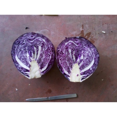 ΛΑΧΑΝΟ RED DYNASTY F1 Φάκελος 100 σπόρων – Δίνει premium χαρακτήρα στο περιβάλλον | iroots.gr