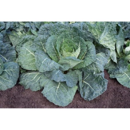 KALE NERO DI TOSCANA Φάκελος 50 γραμ. – Δημιουργεί αίσθηση πολυτέλειας χωρίς κόπο | iroots.gr