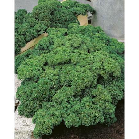 ΜΑΪΝΤΑΝΟΣ MOSS CURLED ΕURO Φάκελος 50 γραμ.