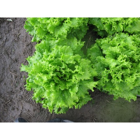 ΜΑΡΟΥΛΙ MAGENTA Φάκελος 25 γραμ. – Δίνει premium χαρακτήρα στο περιβάλλον | iroots.gr