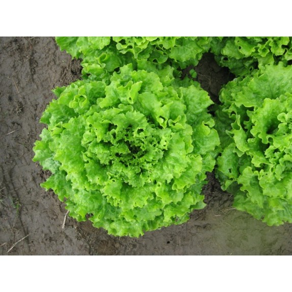 MAΡΟΥΛΙ NEAPOLIS Φάκελος 25 γραμ. – Αναβαθμίζει άμεσα τον χώρο σου | iroots.gr