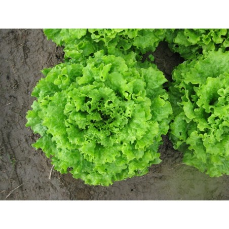 MAΡΟΥΛΙ NEAPOLIS Φάκελος 25 γραμ. – Αναβαθμίζει άμεσα τον χώρο σου | iroots.gr