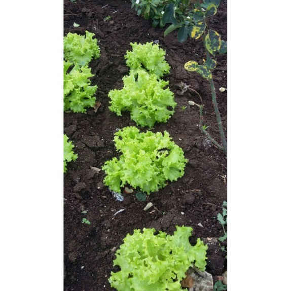 ΜΑΡΟΥΛΙ TIGANA (TINELLA) EURO Φάκελος 25 γραμ. – Δημιουργεί αίσθηση πολυτέλειας χωρίς κόπο | iroots.gr