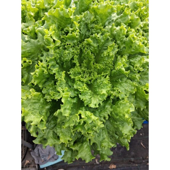 ΜΑΡΟΥΛΙ LOLLO GREEN CASANDRA EUROSEED Φάκελος 25 γραμ. – Προσφέρει μοναδική αισθητική | iroots.gr