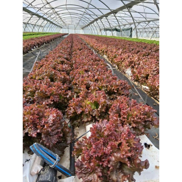 ΜΑΡΟΥΛΙ LOLLO ROSSO ΕURO Φάκελος 25 γραμ.