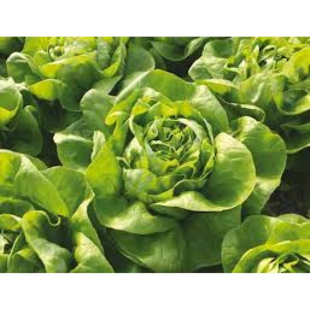 ΜΑΡΟΥΛΙ SARAGOSSA (SANTA ANNA) EURO Φάκελος 25 γραμ. – Δημιουργεί αίσθηση πολυτέλειας χωρίς κόπο | iroots.gr