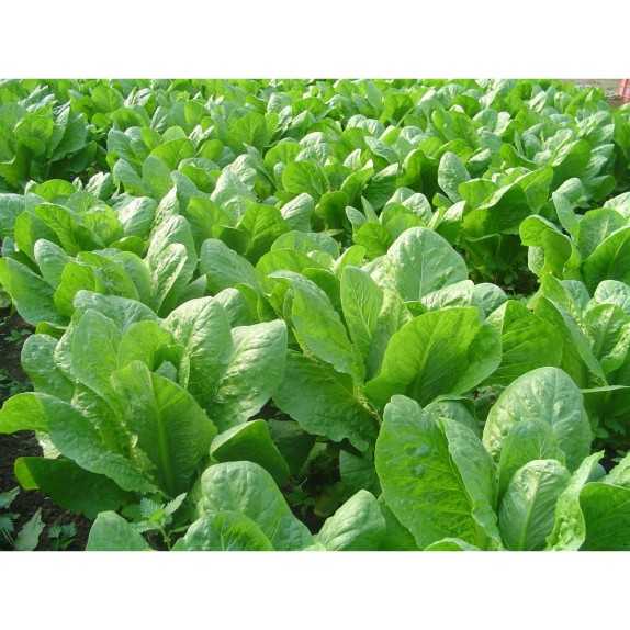 MAΡΟΥΛΙ COS DORIS (DOVER) MT Φάκελος 25 γραμ. – Προσφέρει μοναδική αισθητική | iroots.gr