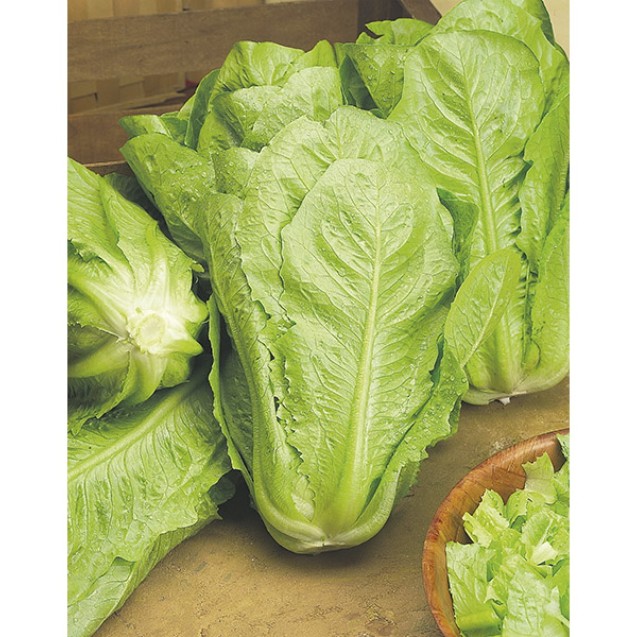 ΜΑΡΟΥΛΙ COS LENTISSIMA MONTARE (ODESSA) Φάκελος 25 γραμ. – Ταιριάζει σε κάθε μοντέρνο ή επαγγελματικό χώρο | iroots.gr