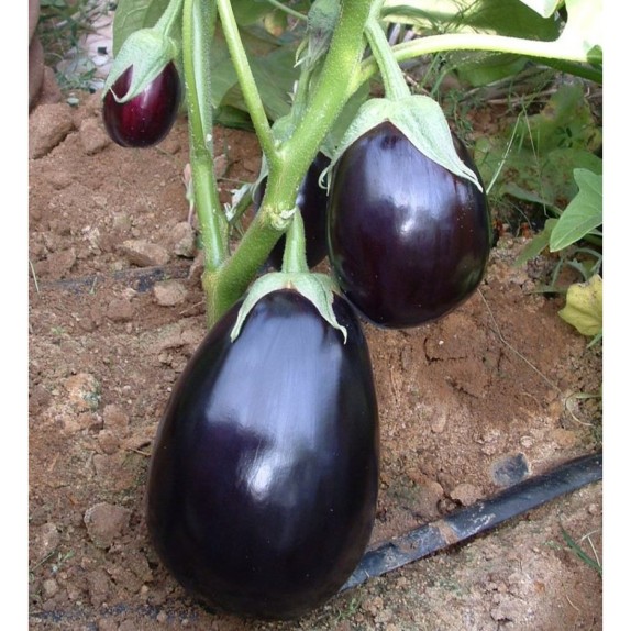 ΜΕΛΙΤΖΑΝΑ BLACK BEAUTY Φάκελος 25 γραμ. – Προσφέρει μοναδική αισθητική | iroots.gr