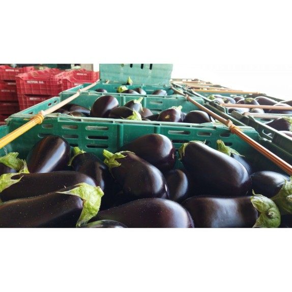 ΜΕΛΙΤΖΑΝΑ LONGΟ PURPLE Φάκελος 25 γραμ. – Δημιουργεί αίσθηση πολυτέλειας χωρίς κόπο | iroots.gr