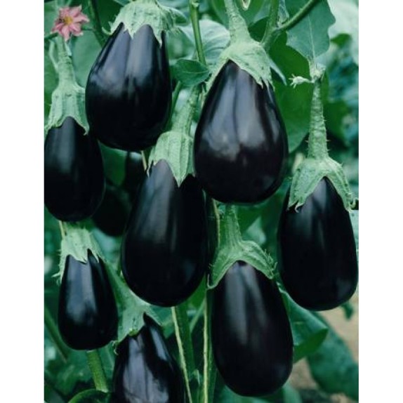 ΜΕΛΙΤΖΑΝΑ BONICA F1 Φάκελος 100 σπόρων – Προσφέρει μοναδική αισθητική | iroots.gr