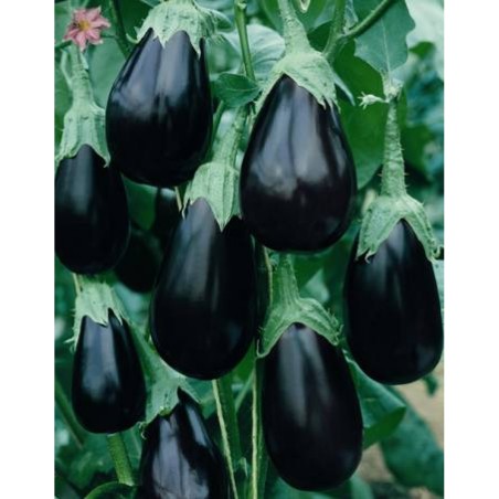 ΜΕΛΙΤΖΑΝΑ BONICA F1 Φάκελος 100 σπόρων – Προσφέρει μοναδική αισθητική | iroots.gr