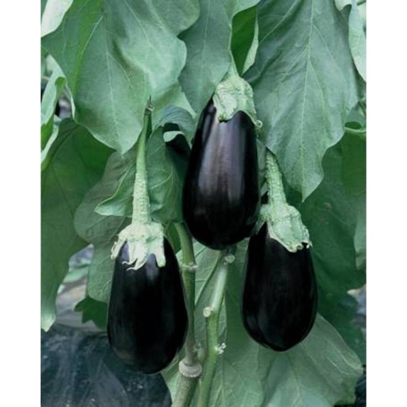 ΜΕΛΙΤΖΑΝΑ GORDITA F1 Φάκελος 100 σπόρων – Αναβαθμίζει άμεσα τον χώρο σου | iroots.gr