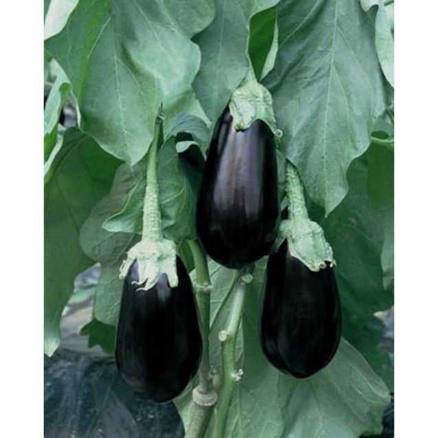 ΜΕΛΙΤΖΑΝΑ GORDITA F1 Φάκελος 100 σπόρων – Αναβαθμίζει άμεσα τον χώρο σου | iroots.gr