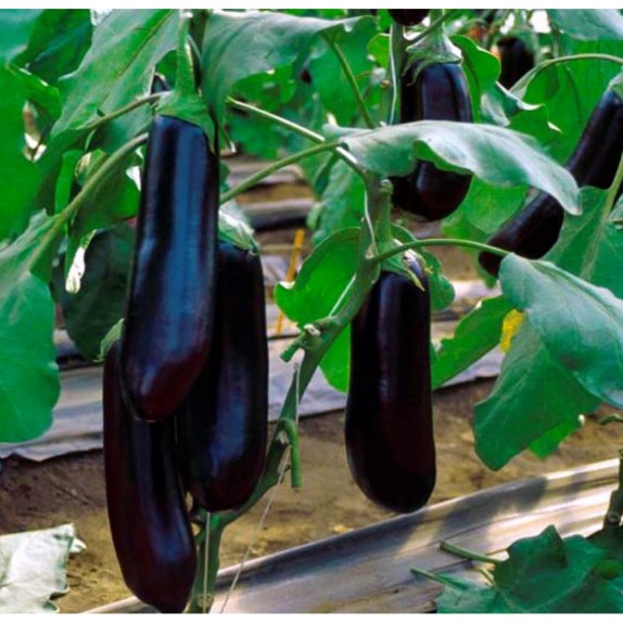 ΜΕΛΙΤΖΑΝΑ CARAWELL F1 Φάκελος 100 σπόρων – Δίνει premium χαρακτήρα στο περιβάλλον | iroots.gr