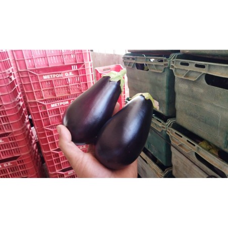 ΜΕΛΙΤΖΑΝΑ OBAMA F1 Φάκελος 100 σπόρων – Ταιριάζει σε κάθε μοντέρνο ή επαγγελματικό χώρο | iroots.gr