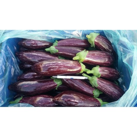 Μελιτζάνα UG TSAKONIKI F1 RS Φάκελος 100 σπόρων – Αναβαθμίζει άμεσα τον χώρο σου | iroots.gr