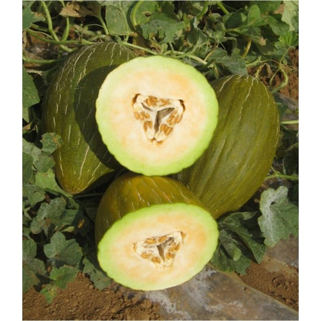 ΠΕΠΟΝΙ PELOPAS F1 Φάκελος 100 σπόρων – Δημιουργεί αίσθηση πολυτέλειας χωρίς κόπο | iroots.gr