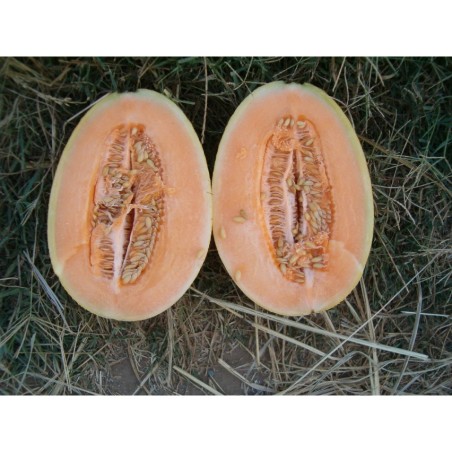 ΠΕΠΟΝΙ MZIRAA F1 Φάκελος 50 σπόρων – Ταιριάζει σε κάθε μοντέρνο ή επαγγελματικό χώρο | iroots.gr