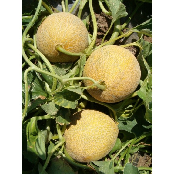 ΠΕΠΟΝΙ IMPERIAL F1 Φάκελος 50 σπόρων – Δίνει premium χαρακτήρα στο περιβάλλον | iroots.gr