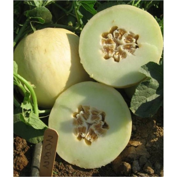 ΠΕΠΟΝΙ CAPOVERDE F1 Φάκελος 50 σπόρων – Δημιουργεί αίσθηση πολυτέλειας χωρίς κόπο | iroots.gr