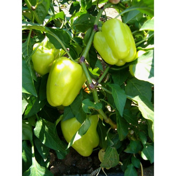 ΠΙΠΕΡΙΑ P14 ΓΕΜΙΣΤΗ ΚΙΤΡΙΝΗ ΑΝΑΠΑΡΑΓΩΓΗΣ ΕΓΧΩΡΙΑ Φάκελος 25 γραμ. – Δημιουργεί αίσθηση πολυτέλειας χωρίς κόπο | iroots.gr