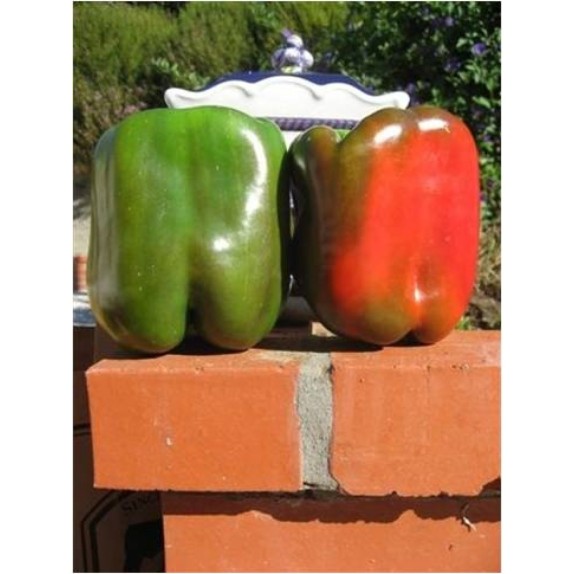 ΠΙΠΕΡΙΑ ARIOSTO F1 Φάκελος 50 σπόρων – Ταιριάζει σε κάθε μοντέρνο ή επαγγελματικό χώρο | iroots.gr