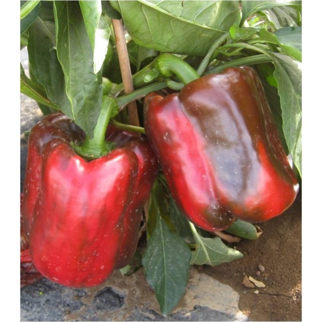 ΠΙΠΕΡΙΑ RUBISTAR F1 Φάκελος 50 σπόρων – Ταιριάζει σε κάθε μοντέρνο ή επαγγελματικό χώρο | iroots.gr