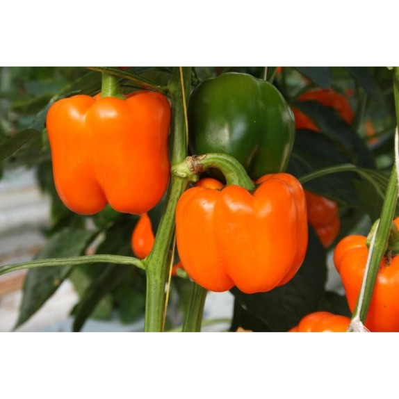 ΠΙΠΕΡΙΑ KUBISTA F1 Φάκελος 50 σπόρων – Δημιουργεί αίσθηση πολυτέλειας χωρίς κόπο | iroots.gr