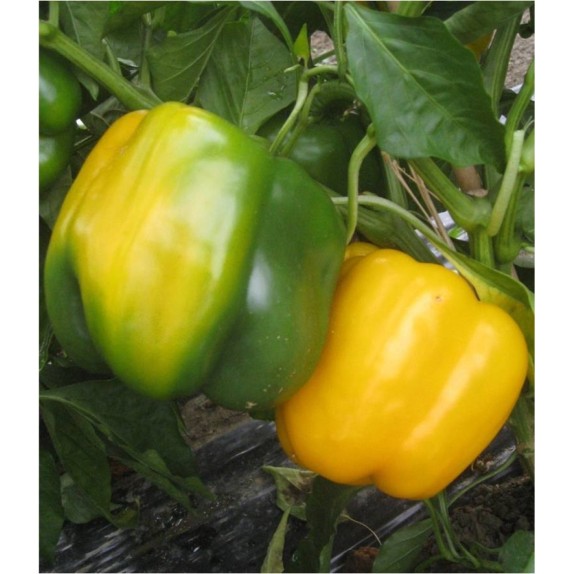 ΠΙΠΕΡΙΑ UNIGOLD F1 Φάκελος 50 σπόρων – Ταιριάζει σε κάθε μοντέρνο ή επαγγελματικό χώρο | iroots.gr