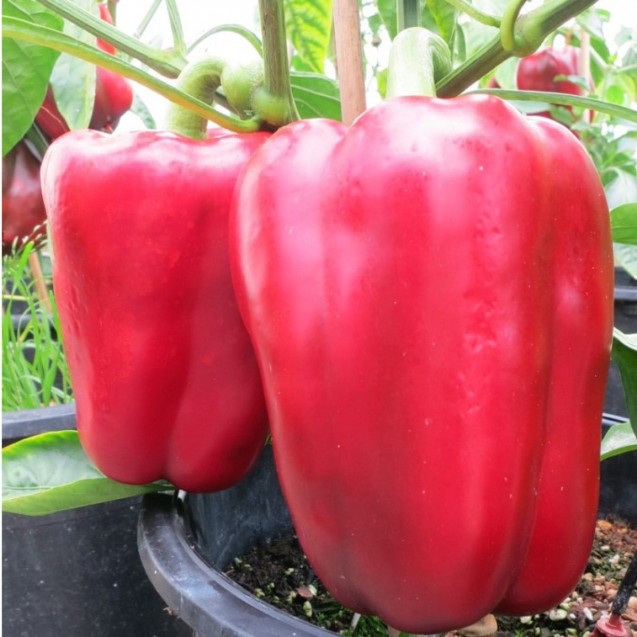 ΠΙΠΕΡΙΑ RED JACKET F1 Φάκελος 100 σπόρων – Αναβαθμίζει άμεσα τον χώρο σου | iroots.gr