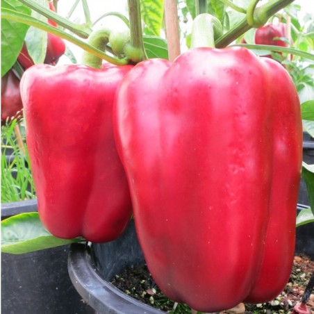 ΠΙΠΕΡΙΑ RED JACKET F1 Φάκελος 100 σπόρων – Αναβαθμίζει άμεσα τον χώρο σου | iroots.gr