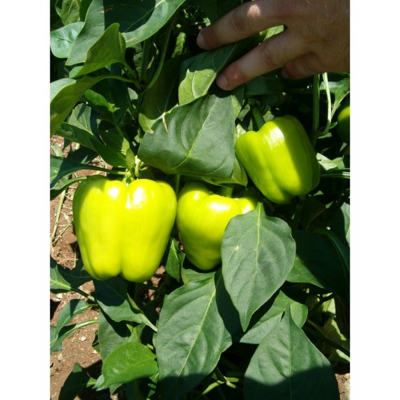 ΠΙΠΕΡΙΑ BIONDO F1 Φάκελος 50 σπόρων – Δημιουργεί αίσθηση πολυτέλειας χωρίς κόπο | iroots.gr