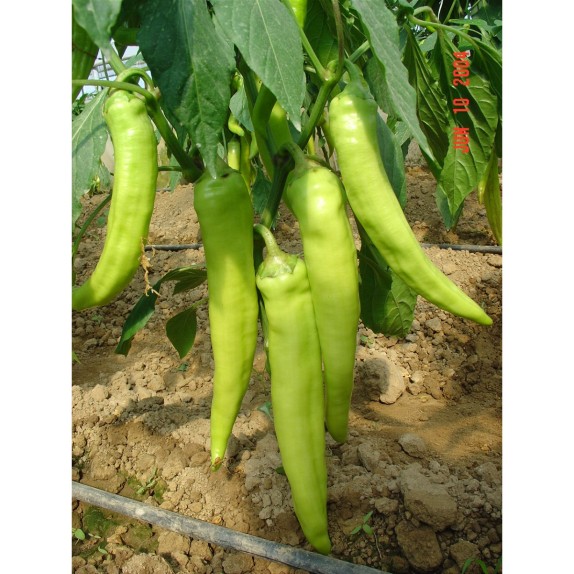 ΠΙΠΕΡΙΑ ΒΑΝΑΝ F1 Φάκελος 50 σπόρων – Αναβαθμίζει άμεσα τον χώρο σου | iroots.gr