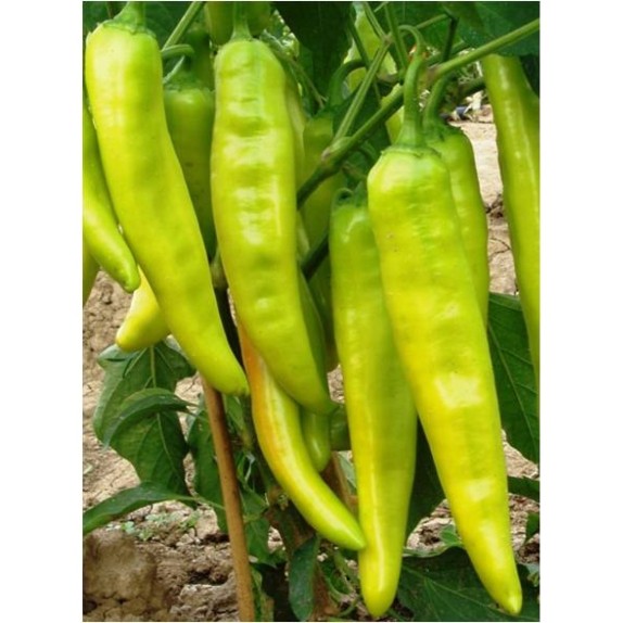 ΠΙΠΕΡΙΑ BOUNTY F1 Φάκελος 50 σπόρων – Δημιουργεί αίσθηση πολυτέλειας χωρίς κόπο | iroots.gr