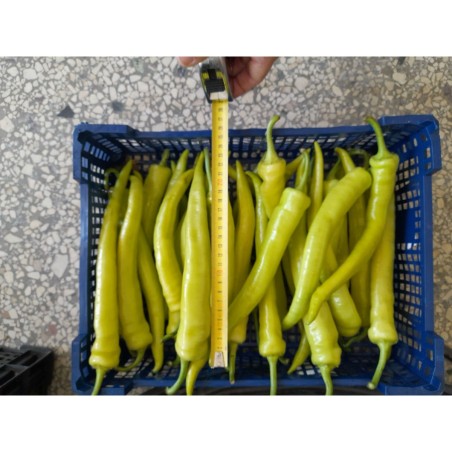 ΠΙΠΕΡΑ IVA F1 Φάκελος 50 σπόρων – Δημιουργεί αίσθηση πολυτέλειας χωρίς κόπο | iroots.gr