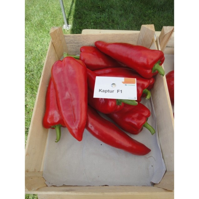 ΠΙΠΕΡΙΑ ΚΑPTUR F1 Φάκελος 50 σπόρων – Δίνει premium χαρακτήρα στο περιβάλλον | iroots.gr