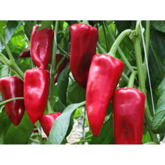 ΠΙΠΕΡΙΑ KAMOR F1 Φάκελος 100 σπόρων – Αναβαθμίζει άμεσα τον χώρο σου | iroots.gr