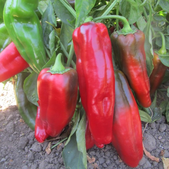 ΠΙΠΕΡΙΑ ADRIATICO F1 Φάκελος 50 σπόρων – Ταιριάζει σε κάθε μοντέρνο ή επαγγελματικό χώρο | iroots.gr