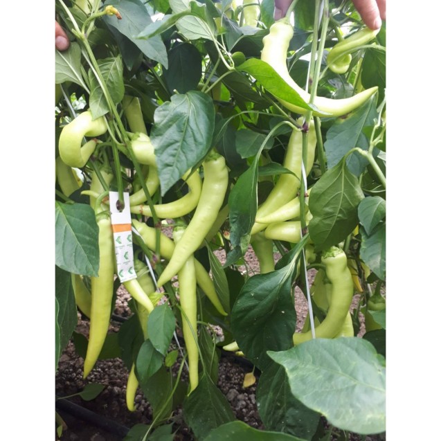 ΠΙΠΕΡΙΑ 12080 (IVA) F1 Φάκελος 100 σπόρων – Ταιριάζει σε κάθε μοντέρνο ή επαγγελματικό χώρο | iroots.gr