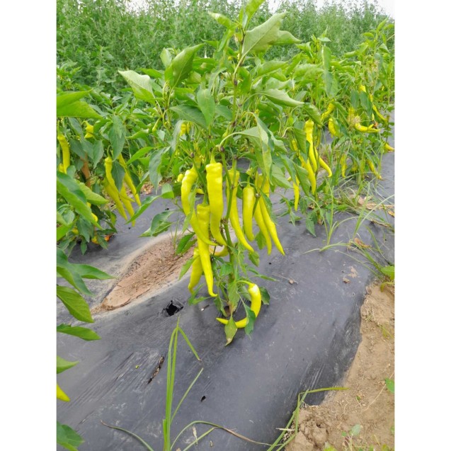 ΠΙΠΕΡΙΑ SARAREZ F1 Φάκελος 50 σπόρων – Δημιουργεί αίσθηση πολυτέλειας χωρίς κόπο | iroots.gr